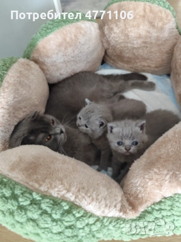 Британски късокосмести женски котета, снимка 3 - Британска късокосместа - 53904101
