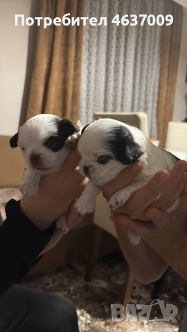 Японски хинчета