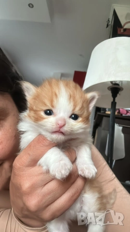 Домашни Котенца + Доставка 50 евро, снимка 4 - Ангорски - 40695376