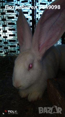 Продавам зайци, пеперуда бял великан живи и заклани в Други в гр. Мездра -  ID42289216 — Bazar.bg