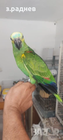 Бебета синьочела амазона, снимка 3 - Папагали - 50946216