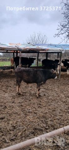 Продавам 2 бр. Телета, снимка 6 - Крави - 53295775