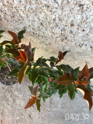 Фотиния Меджикъл Волкано, снимка 4 - Градински цветя и растения - 51472929