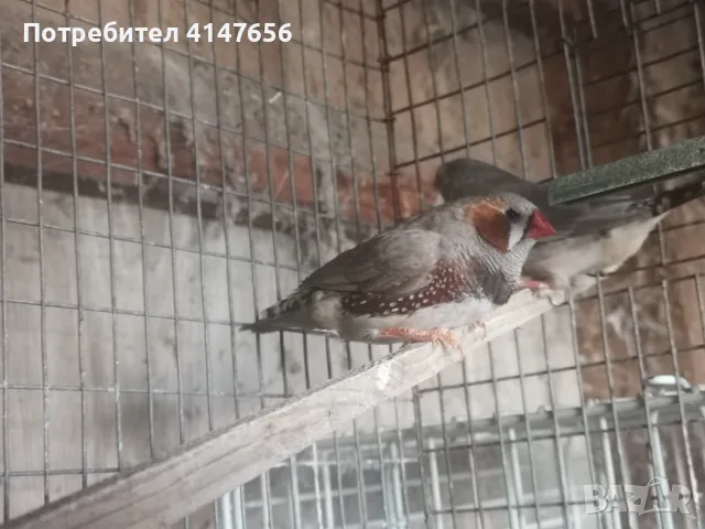 Джъмбо зеброви амадини , снимка 3 - Амадини - 56175666