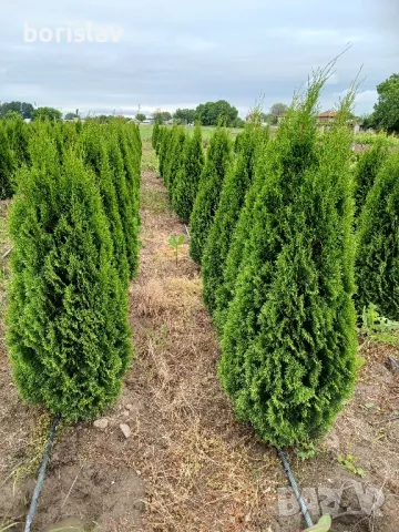 Туя, даника и ауреа нана, снимка 1