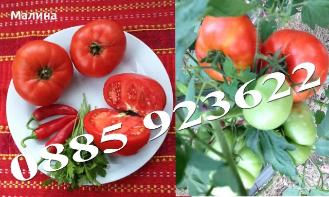 Био Семена Домати Стари Селски Сортове, Пипер, Чери Домати, Тютюн, Пъпеш, снимка 6 - Сортови семена и луковици - 39722488