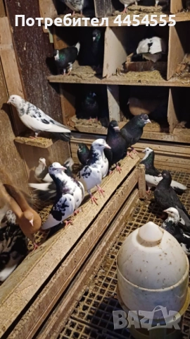 Гълъби 30 броя, снимка 14 - Гълъби - 52369901