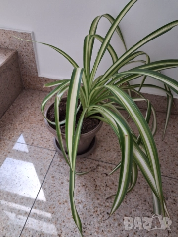 Кализия и Хлорофитум, снимка 4 - Стайни растения - 52765024