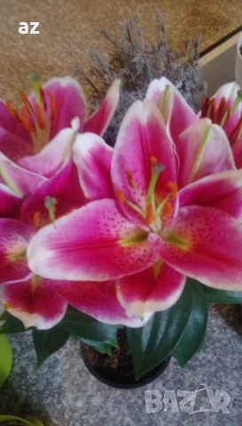 лилиум, снимка 12 - Сортови семена и луковици - 51558756