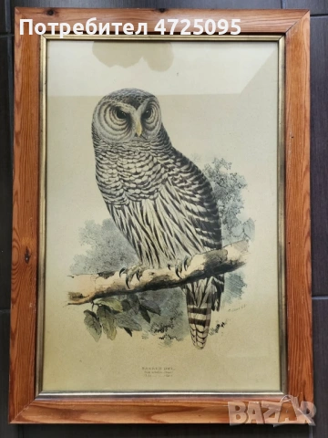 Принт на бухал