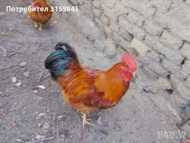 Нюхемпшир яйца за люпене , снимка 15 - Кокошки и пуйки - 55852143