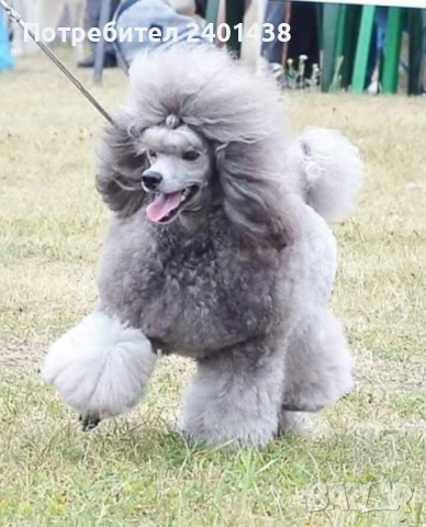  Черен Мини пудел момиче, снимка 5 - Пудели - 53689392