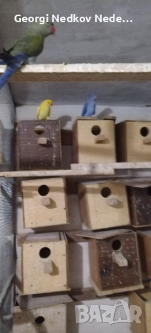 Продавам малки александри , снимка 10 - Папагали - 52697084