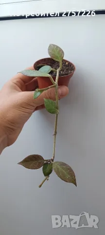 Hoya sunrise,хоя сънрайз , снимка 3 - Стайни растения - 56514828