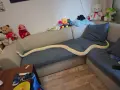Бирмански питон. , снимка 4