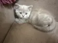 Британски късокосмести котки, снимка 8