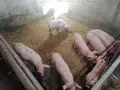 продавам малки прасета, снимка 6