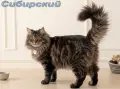 Сибирче, сибирска котка, сибирски котенца, сибирско коте, хипоалергично, синьо момиче, снимка 9