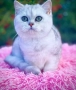 Котенца Мечта.Британски сребърни, снимка 6