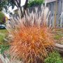 Мискантус Пурпурасценс, студоустойчива трева, снимка 1