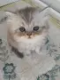 Персийски принц на символична цена, снимка 1