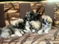 Малки Пухкави Пекинези, снимка 6