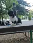 Подарявам котенца, снимка 8