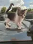Подарявам малки котета на два месеца. Перник кв Тева., снимка 2