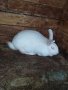 Зайци (цика и калифорнийски), снимка 6