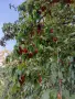 Продавам едроплодни дренки, снимка 1