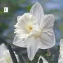 Луковици на Нарцис, снимка 1