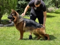Елитни Немски Овчарки , снимка 6