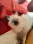 котенца Ragdoll/Регдол, снимка 1