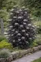 Бъз „Черна кула“ – Sambucus nigra ‘Black Tower’, снимка 5