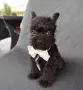 Floodle Frenchie момченце , снимка 2