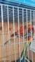 Продавам пойни папагали , снимка 2