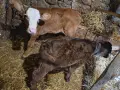 Продавам телета , снимка 1
