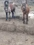 Продавам млада млечна коза., снимка 5