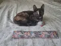 Коте - подарявам котенце, снимка 2
