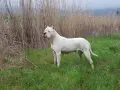 Кученца Дого Аржетино, снимка 18