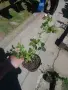 Боровинка - Разсад и замразен плод, снимка 7