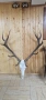 Трофей от благороден елен , снимка 3