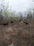 Продавам кози с ярета,  чепиш, ярета и пръч, снимка 1 - Кози - 44566049