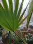 Палма Вашингтония 150 см, снимка 2
