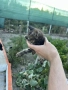 Подарявам малки котенца, снимка 4