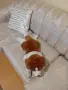 ПЛЮШЕНА ИГРАЧКА КУЧЕНЦЕ, снимка 6
