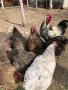 Катунски кокошки - Уникални, снимка 4