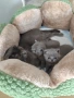 Британски късокосмести женски котета, снимка 3