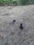 Дратрахи от работещи родители , снимка 2