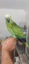 Бебета синьочела амазона, снимка 3